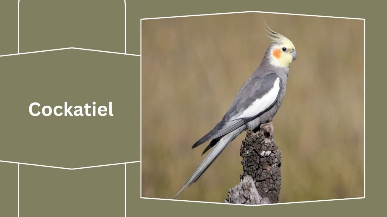 Cockatiel