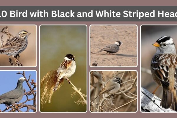 10 Bird with Black and White Striped Head