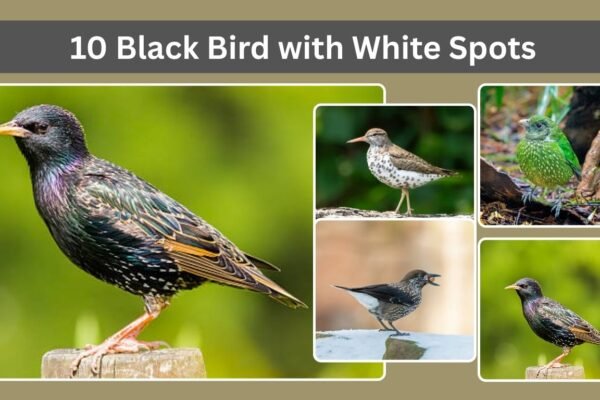 10 Black Bird with White Spots