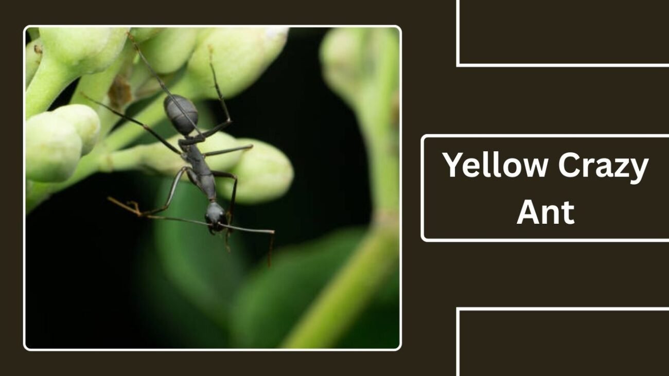 Yellow Crazy Ant