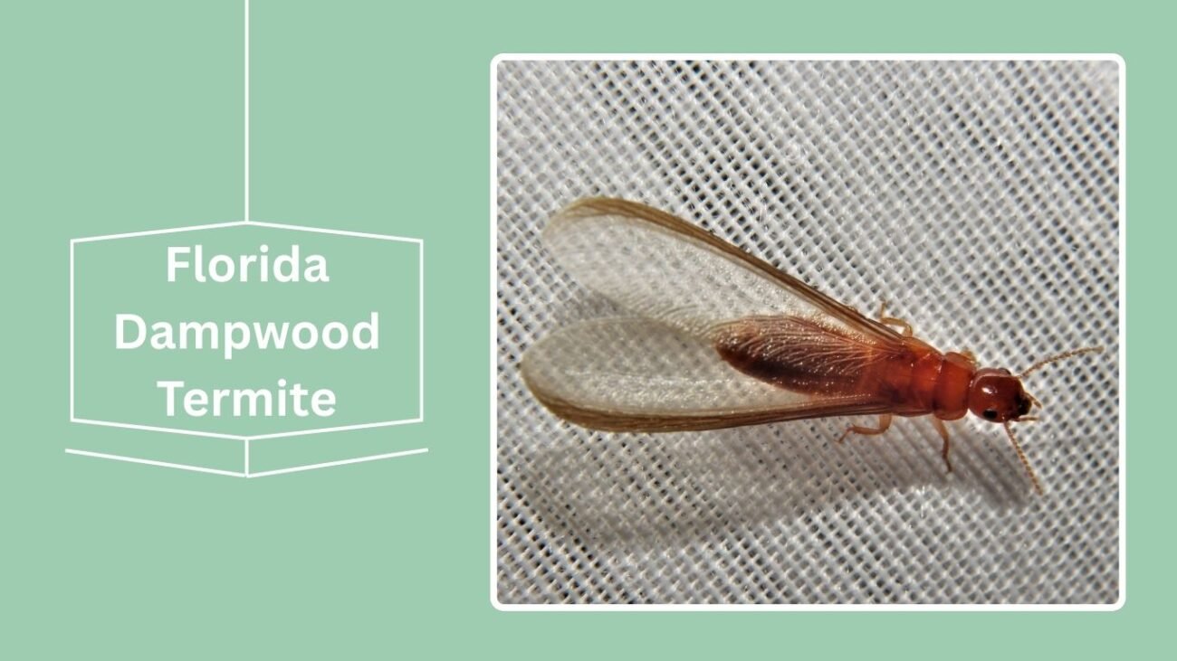 Florida Dampwood Termite