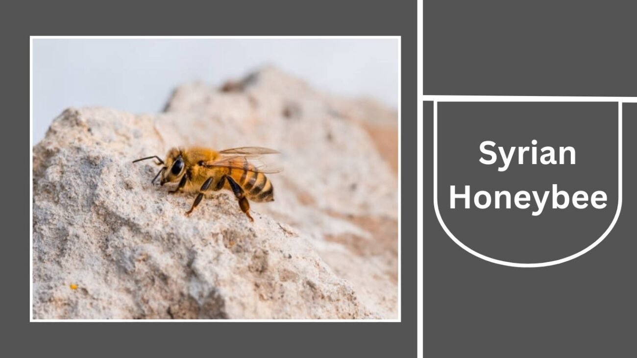 Syrian Honeybee (Apis mellifera syriaca)