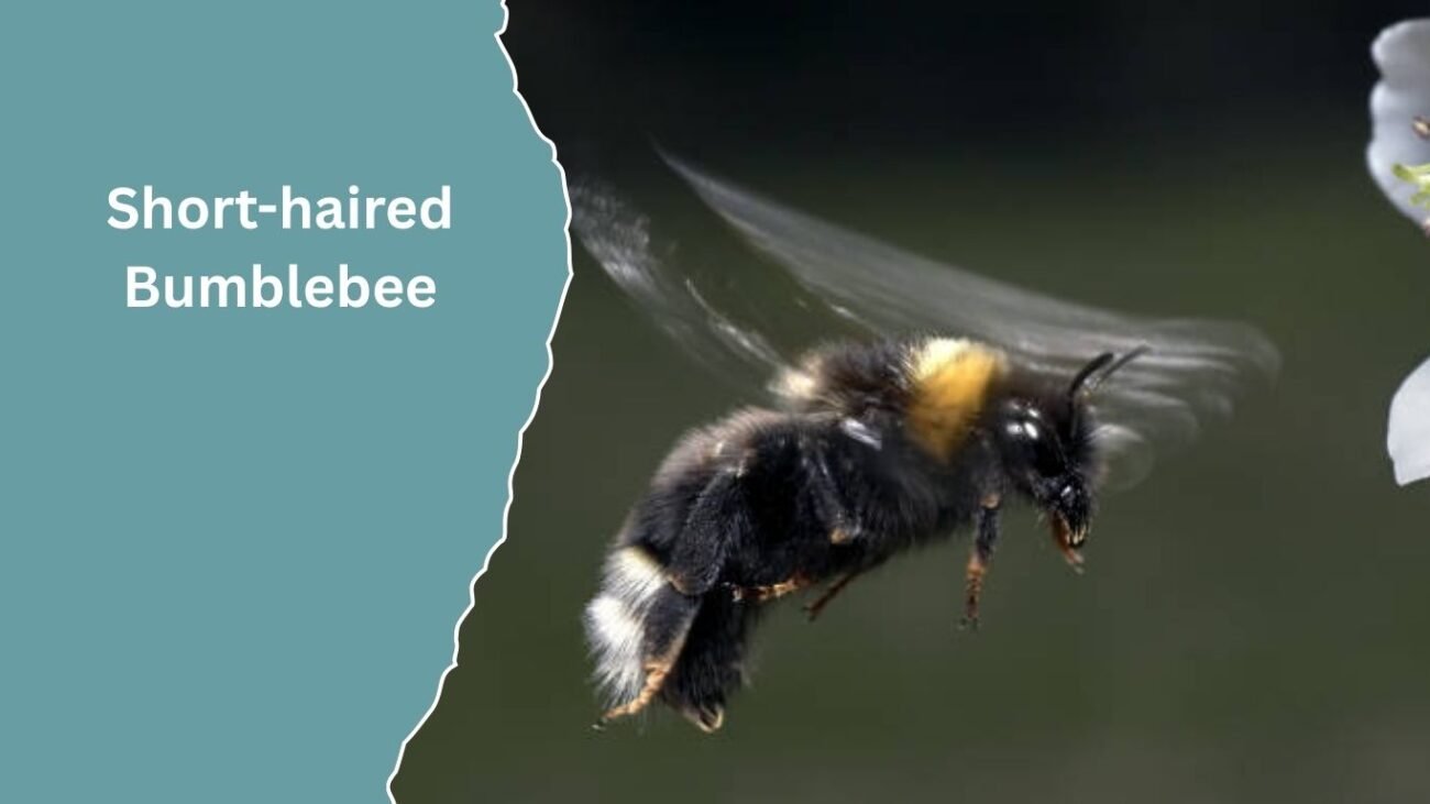 Short-haired Bumblebee (Bombus subterraneus)