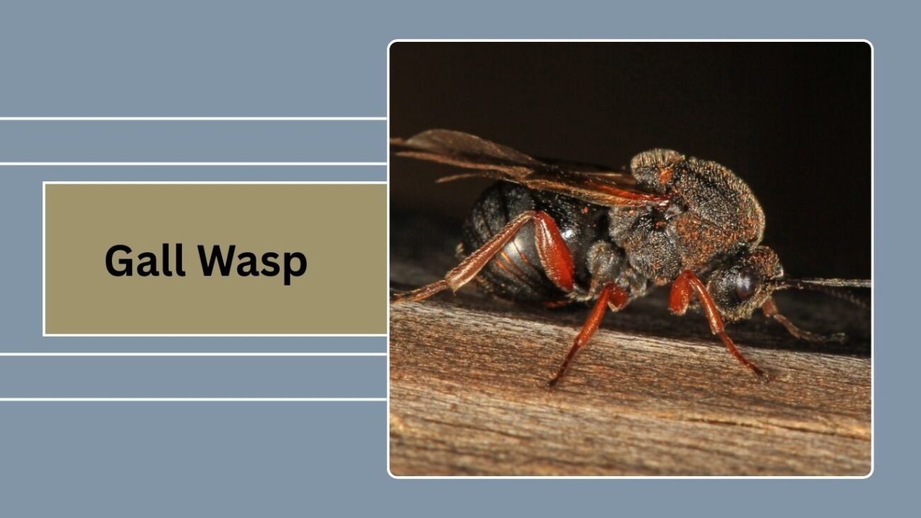 Gall Wasp