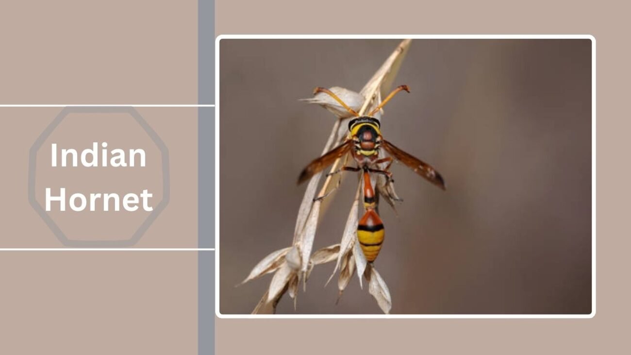 Indian Hornet (Vespa orientalis)
