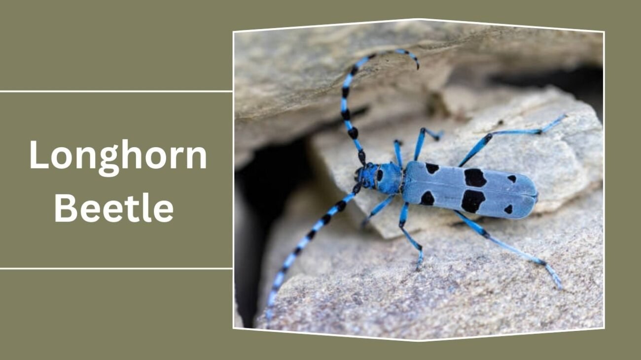 Longhorn Beetle (Cerambycidae)