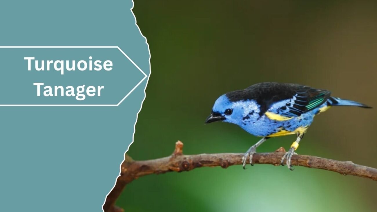 Turquoise Tanager