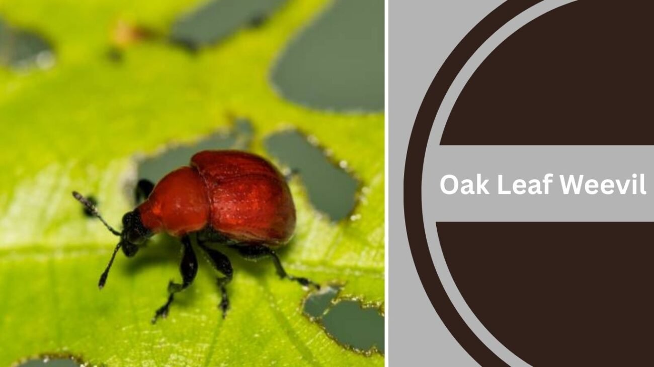 Oak Leaf Weevil