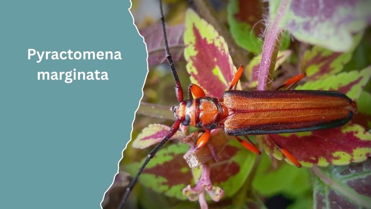  Pyractomena marginata