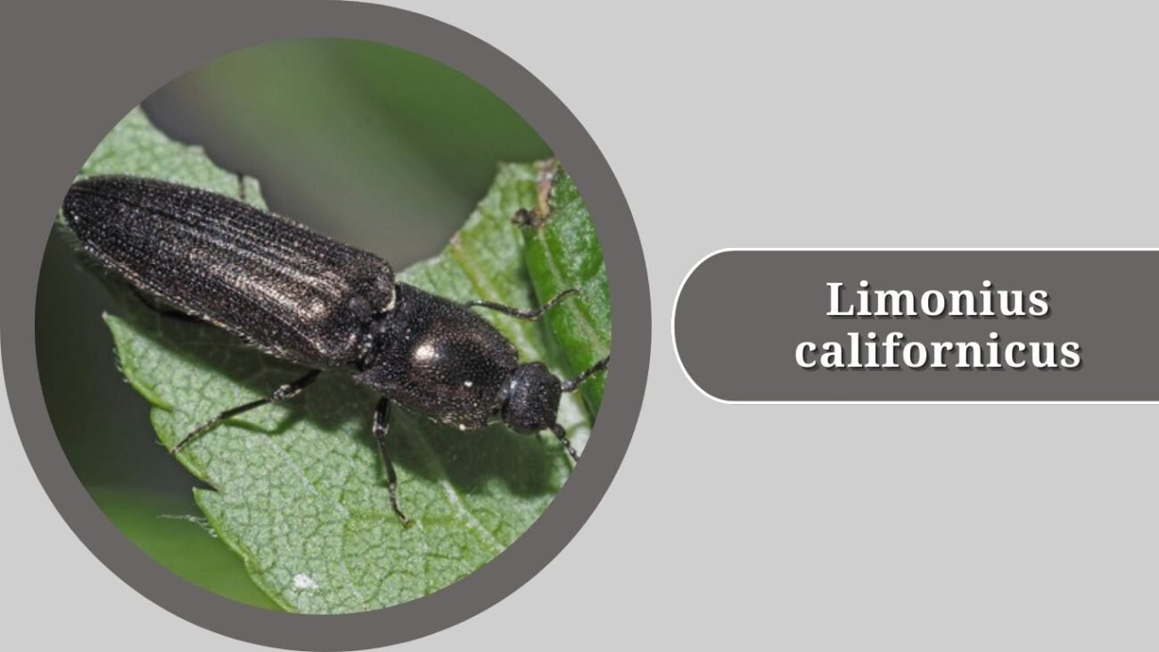 Limonius californicus (Sugarbeet Wireworm Beetle)