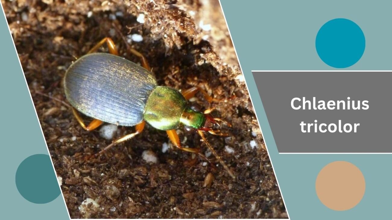 Chlaenius tricolor