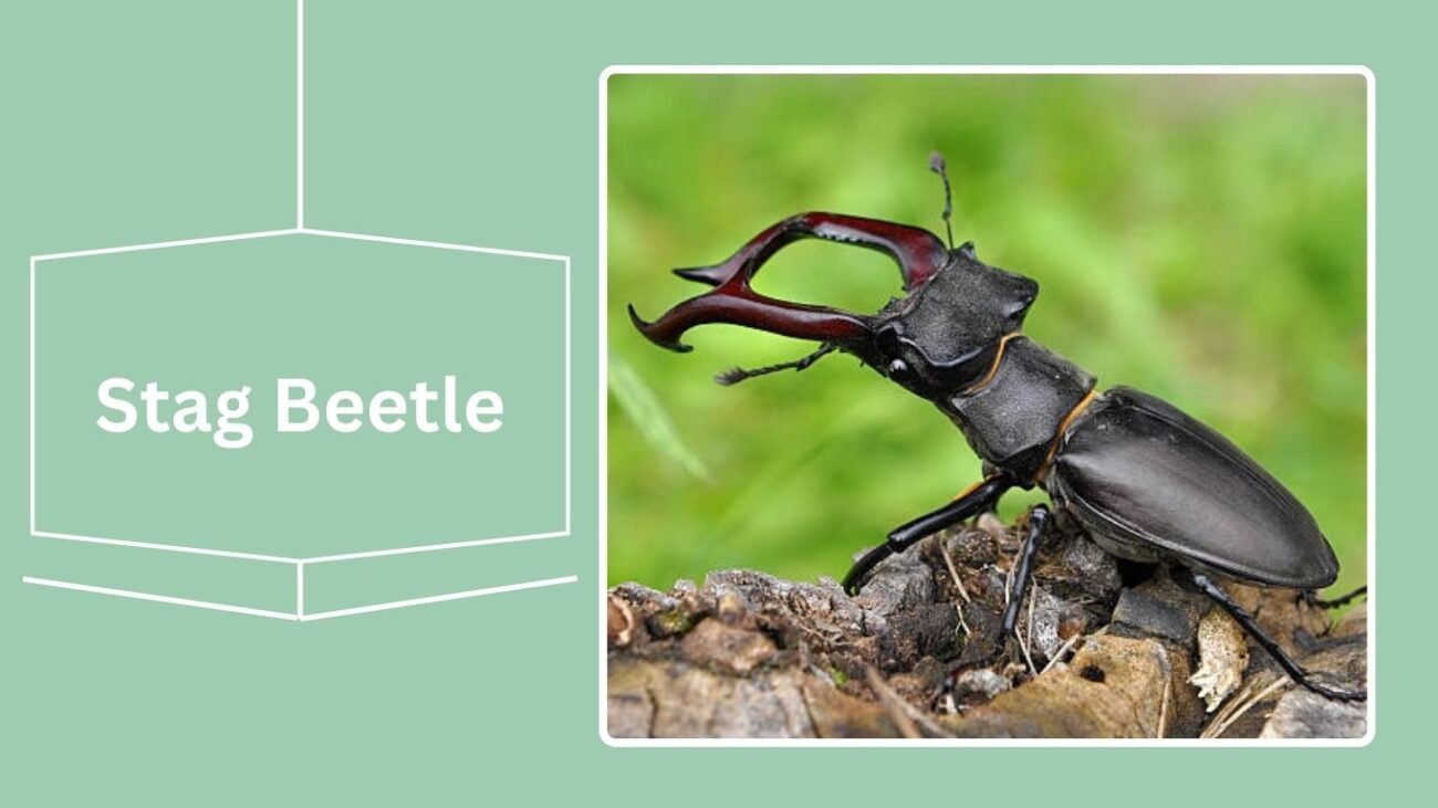 12 Types of Scarab Beetle: Identification with Pictures