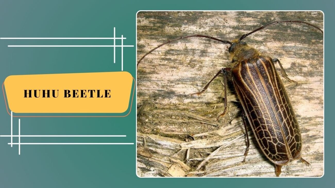 Huhu Beetle (Prionoplus reticularis)