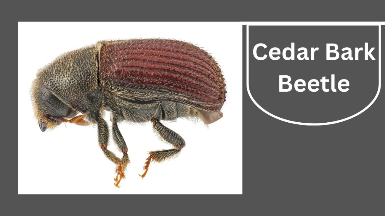 Cedar Bark Beetle