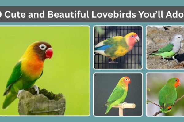10 Cute and Beautiful Lovebirds You’ll Adore