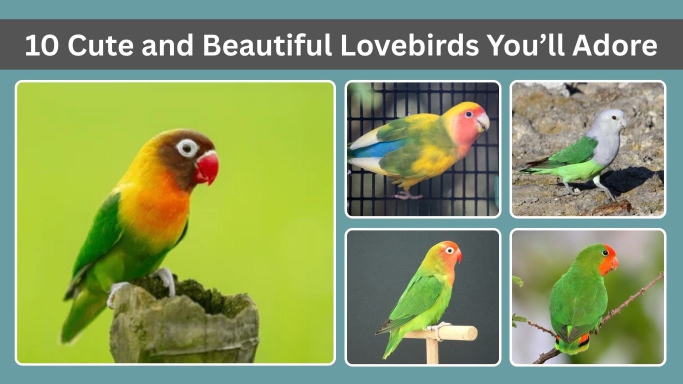10 Cute and Beautiful Lovebirds You’ll Adore