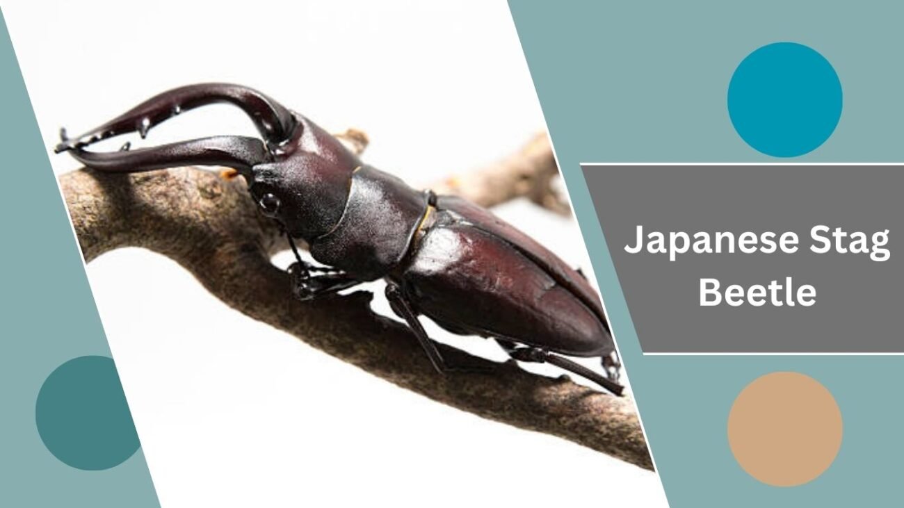  Japanese Stag Beetle