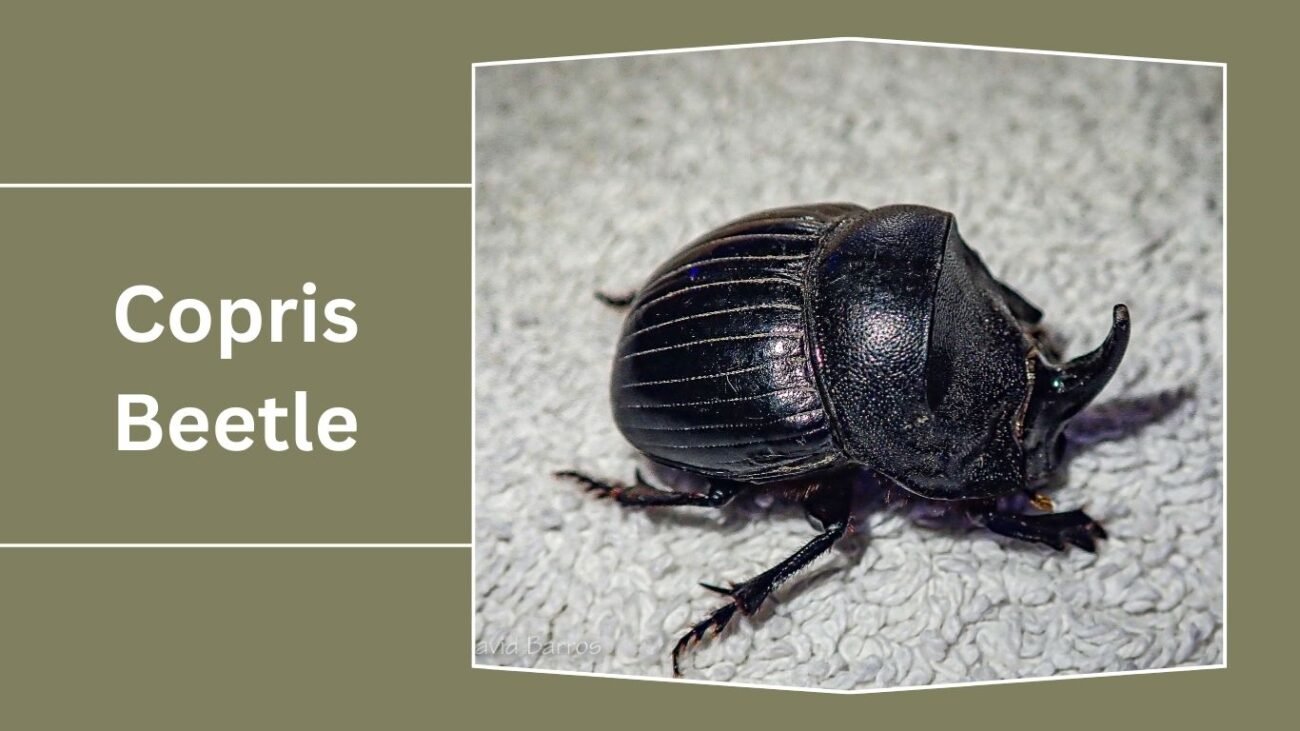 Copris Beetle