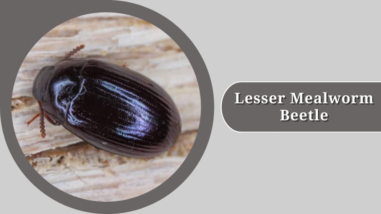Lesser Mealworm Beetle