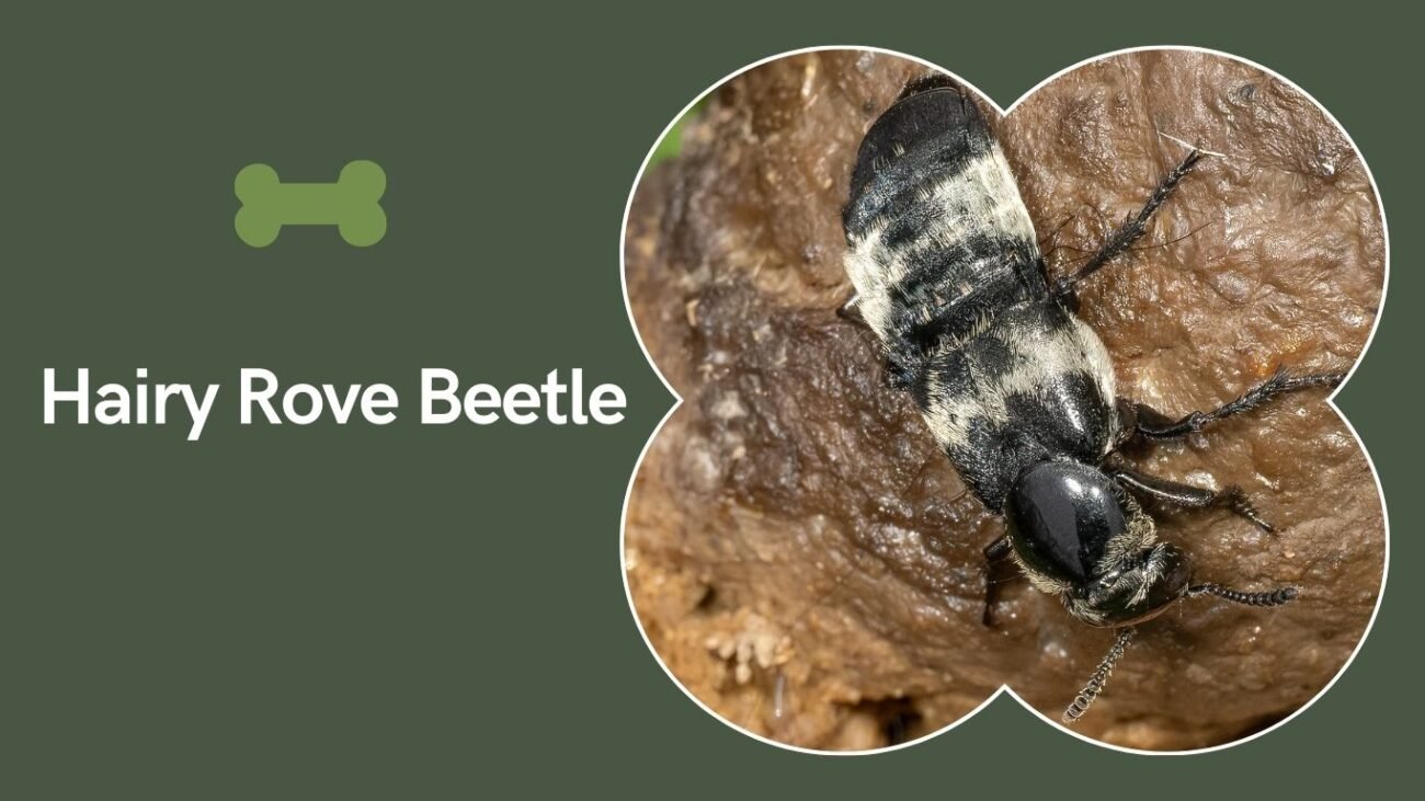  Hairy Rove Beetle (Creophilus maxillosus)