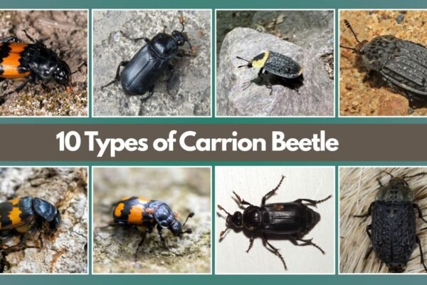 10 Types of Carrion Beetle