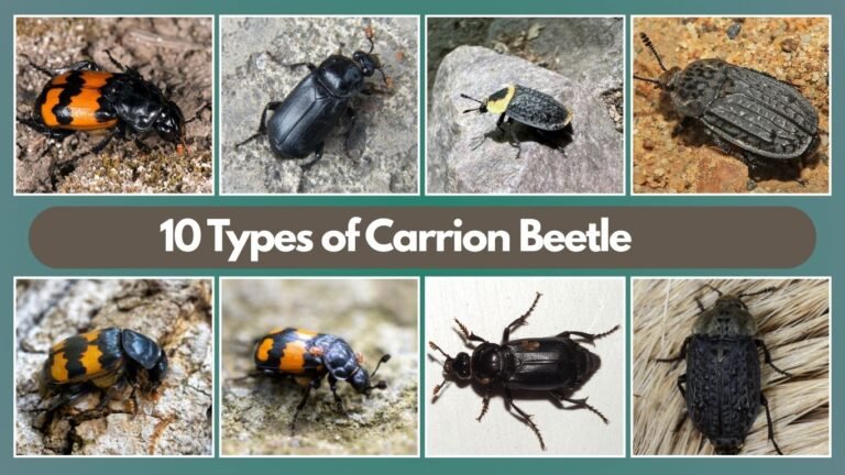 10 Types of Carrion Beetle
