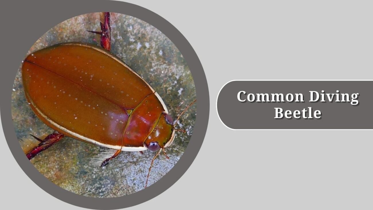 Common Diving Beetle (Rhantus suturellus)