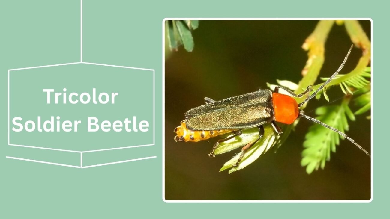 Tricolor Soldier Beetle (Chauliognathus tricolor)