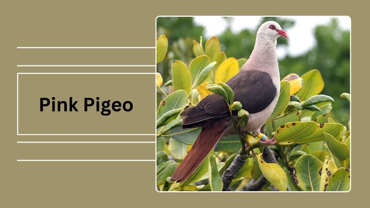  Pink Pigeon