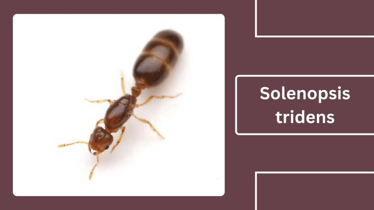 Solenopsis tridens