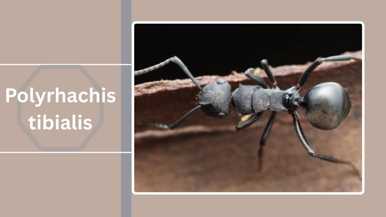 Polyrhachis tibialis