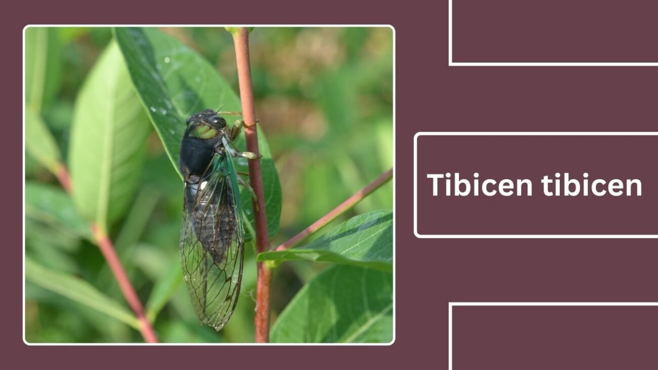 Tibicen tibicen (Neotibicen tibicen tibicen)