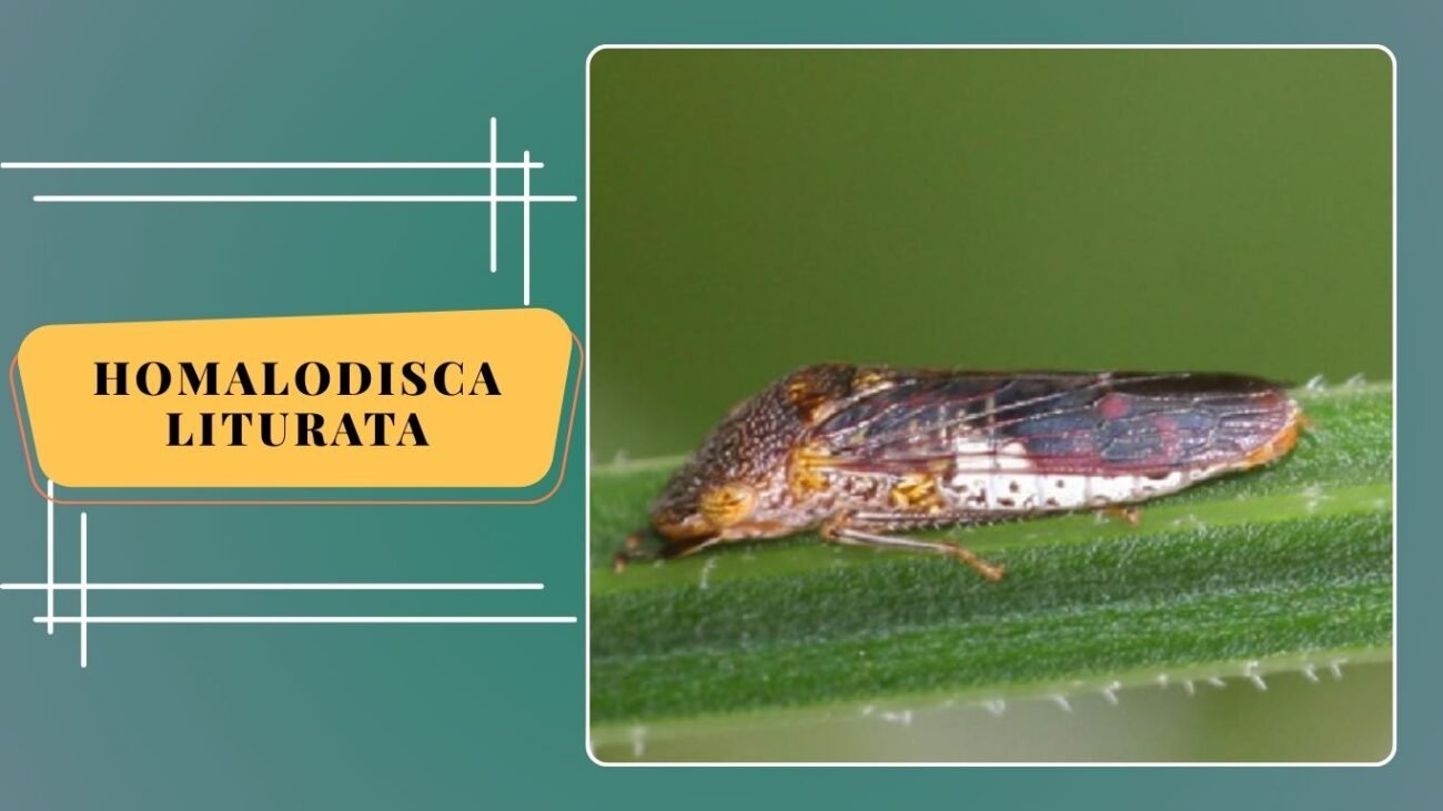 Homalodisca liturata