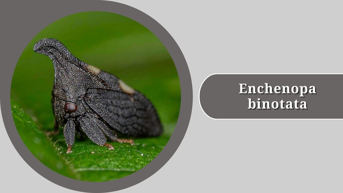 Tree Hopper Types 15 Types of Treehopper: Identification with Pictures
