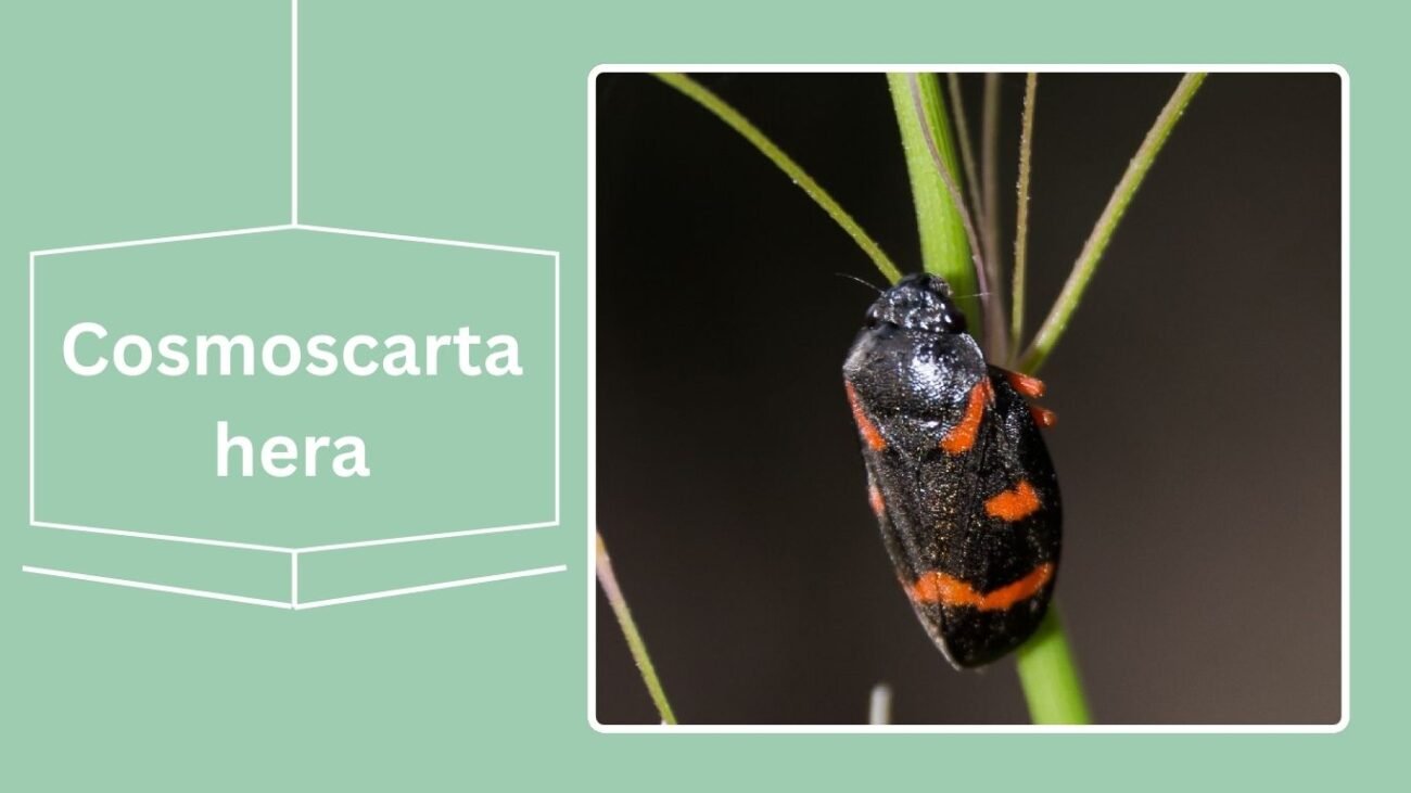 Cosmoscarta hera