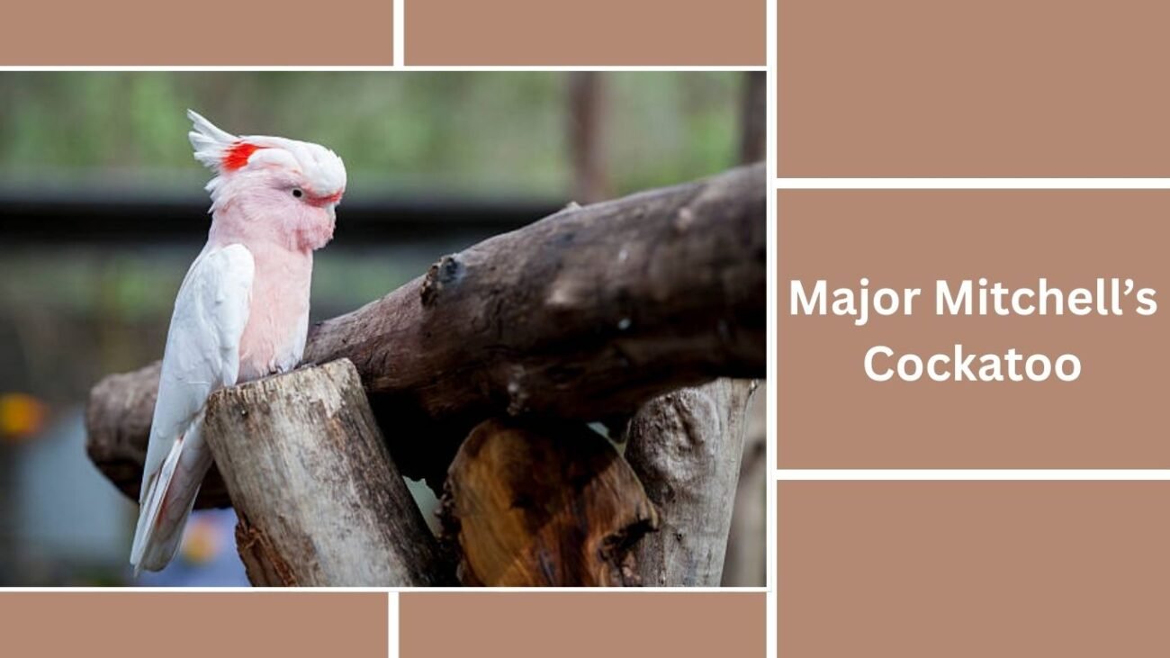 Major Mitchell’s Cockatoo