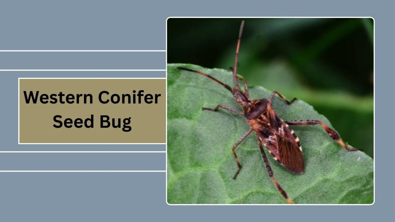 Western Conifer Seed Bug (Leptoglossus occidentalis)