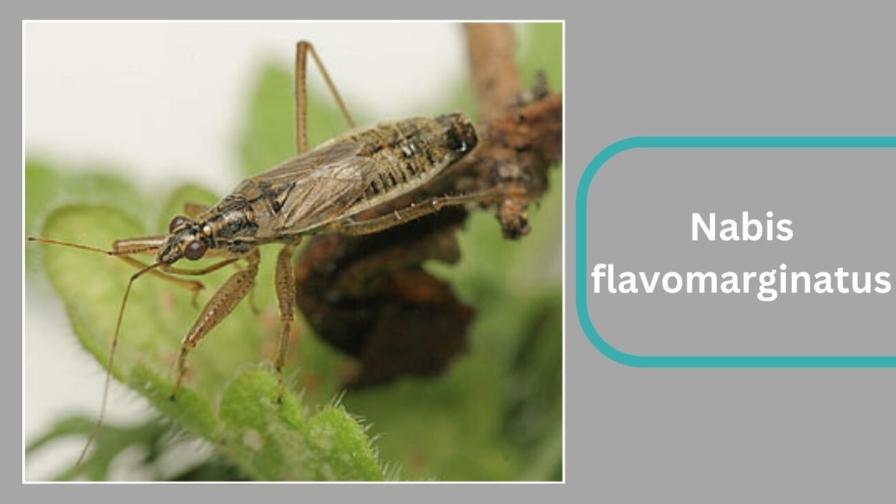 Nabis flavomarginatus