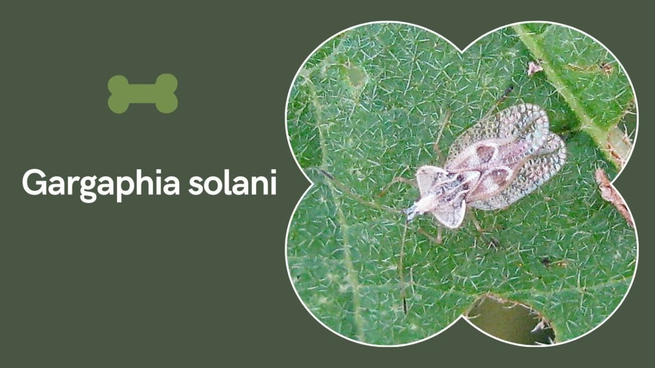 Gargaphia solani (Eggplant Lace Bug)