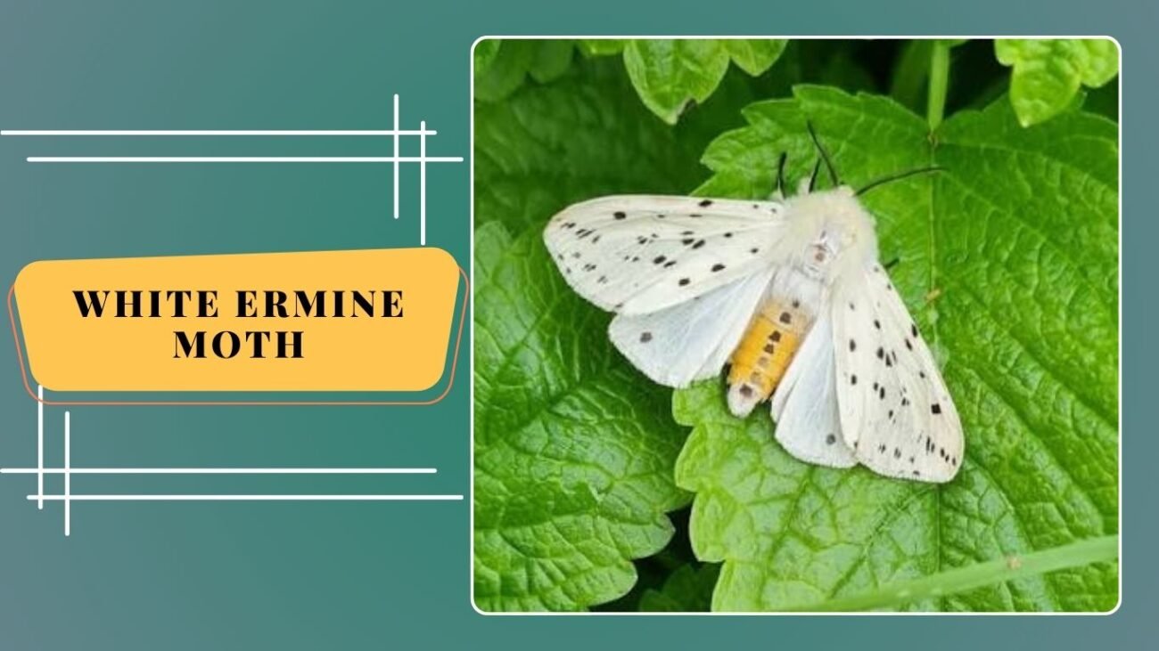 White Ermine Moth (Spilosoma lubricipeda)