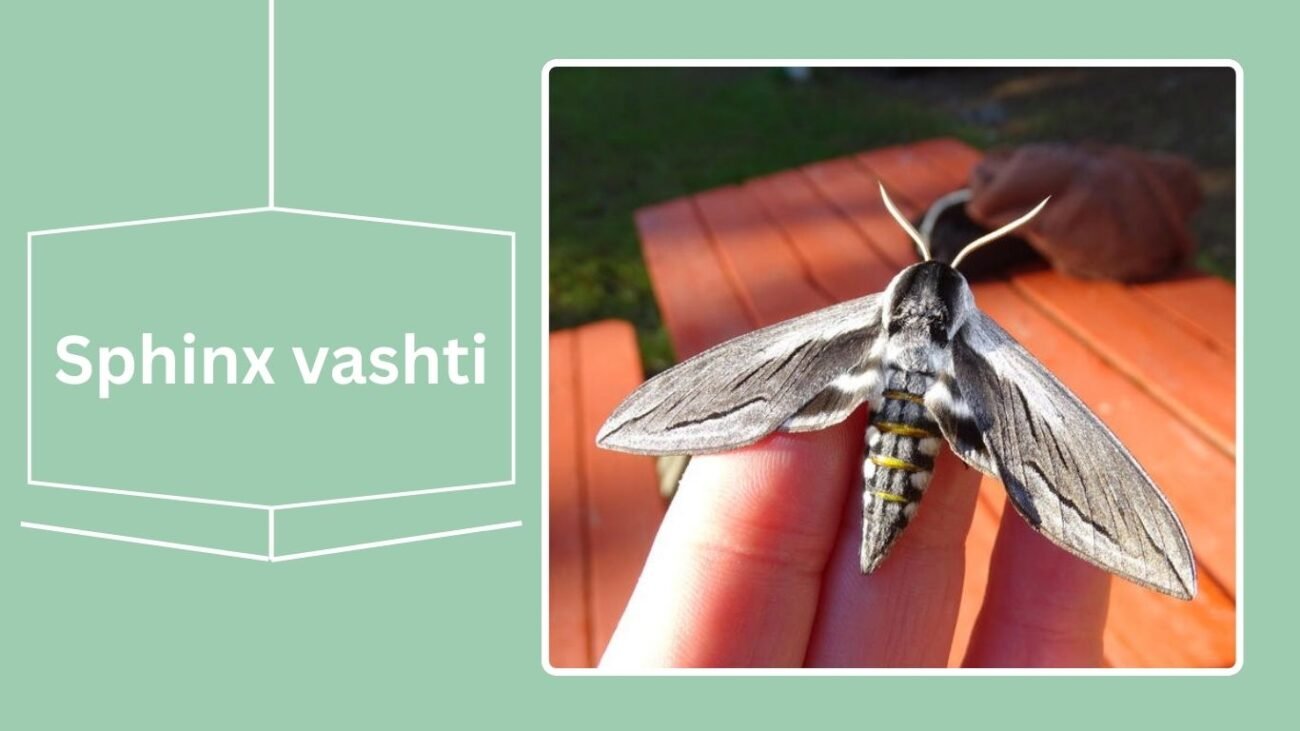 Sphinx vashti (Vashti Sphinx)