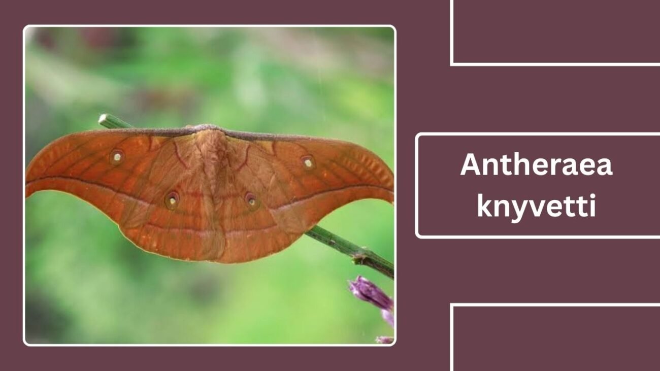Antheraea knyvetti (Knyvett’s Silk Moth)