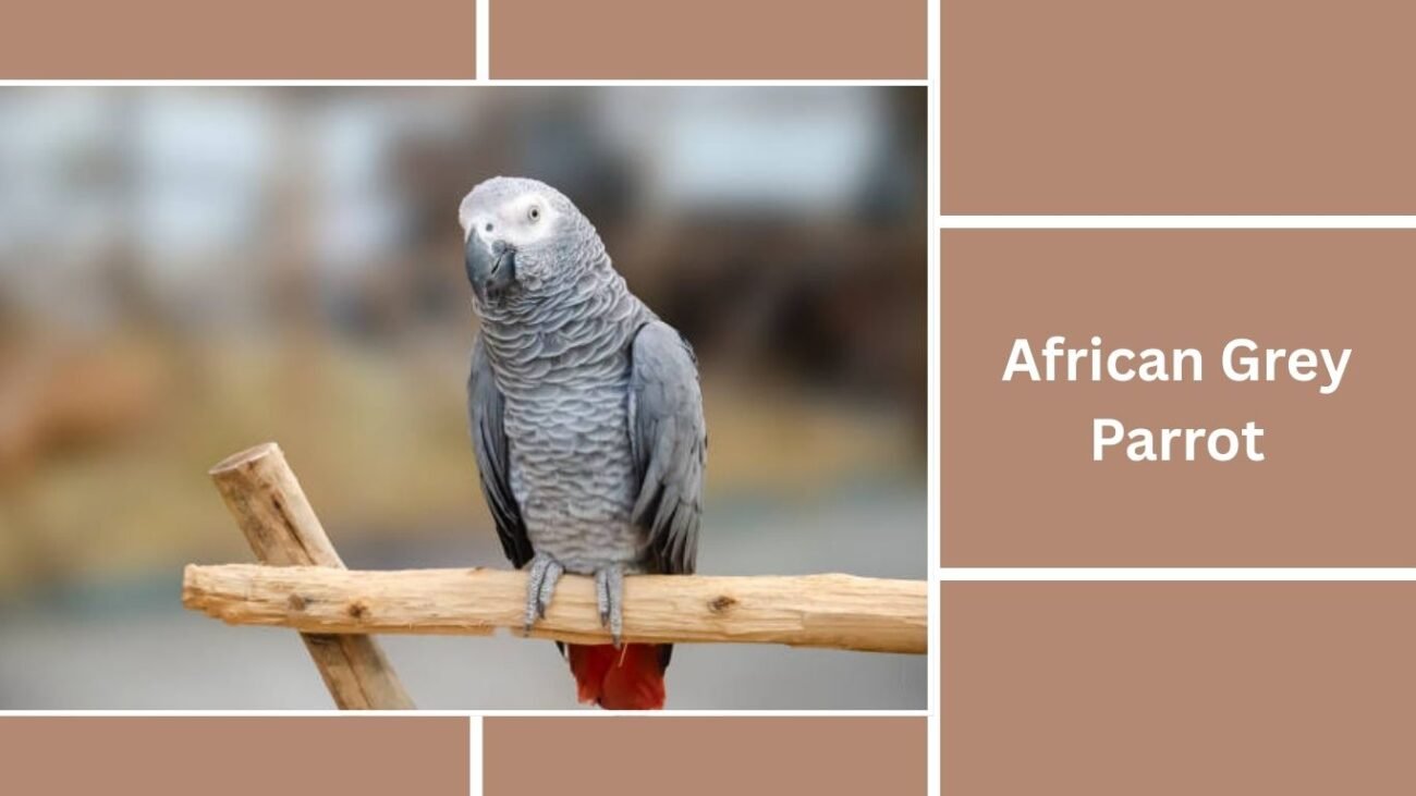 African Grey Parrot