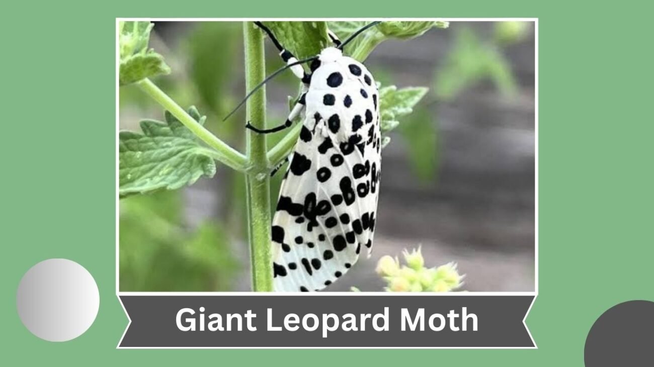 Giant Leopard Moth