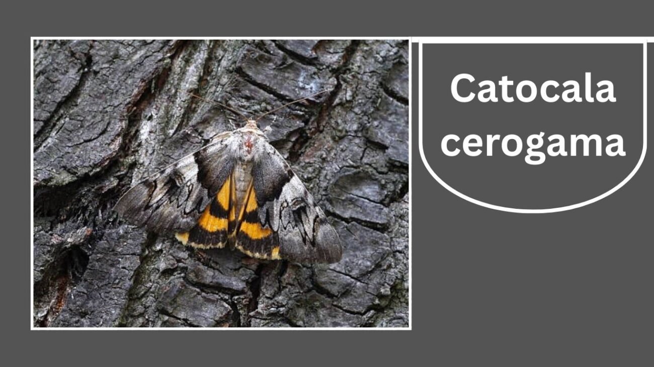 Catocala cerogama (Yellow-banded Underwing)