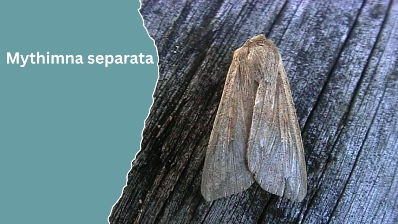 Mythimna separata (Oriental Armyworm)