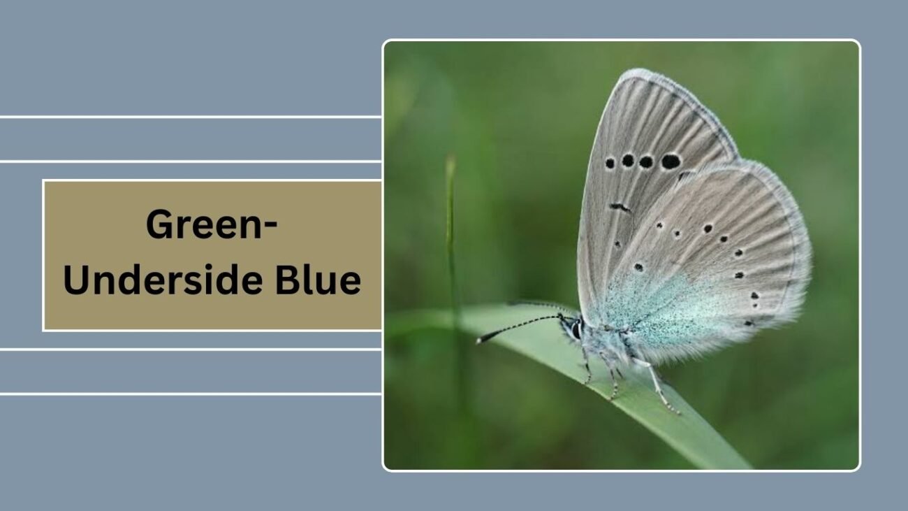 Green-Underside Blue (Glaucopsyche alexis)