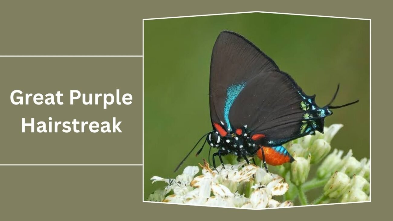  Great Purple Hairstreak