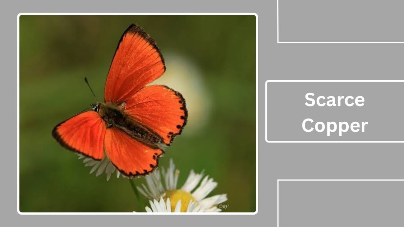 Scarce Copper (Lycaena virgaureae)