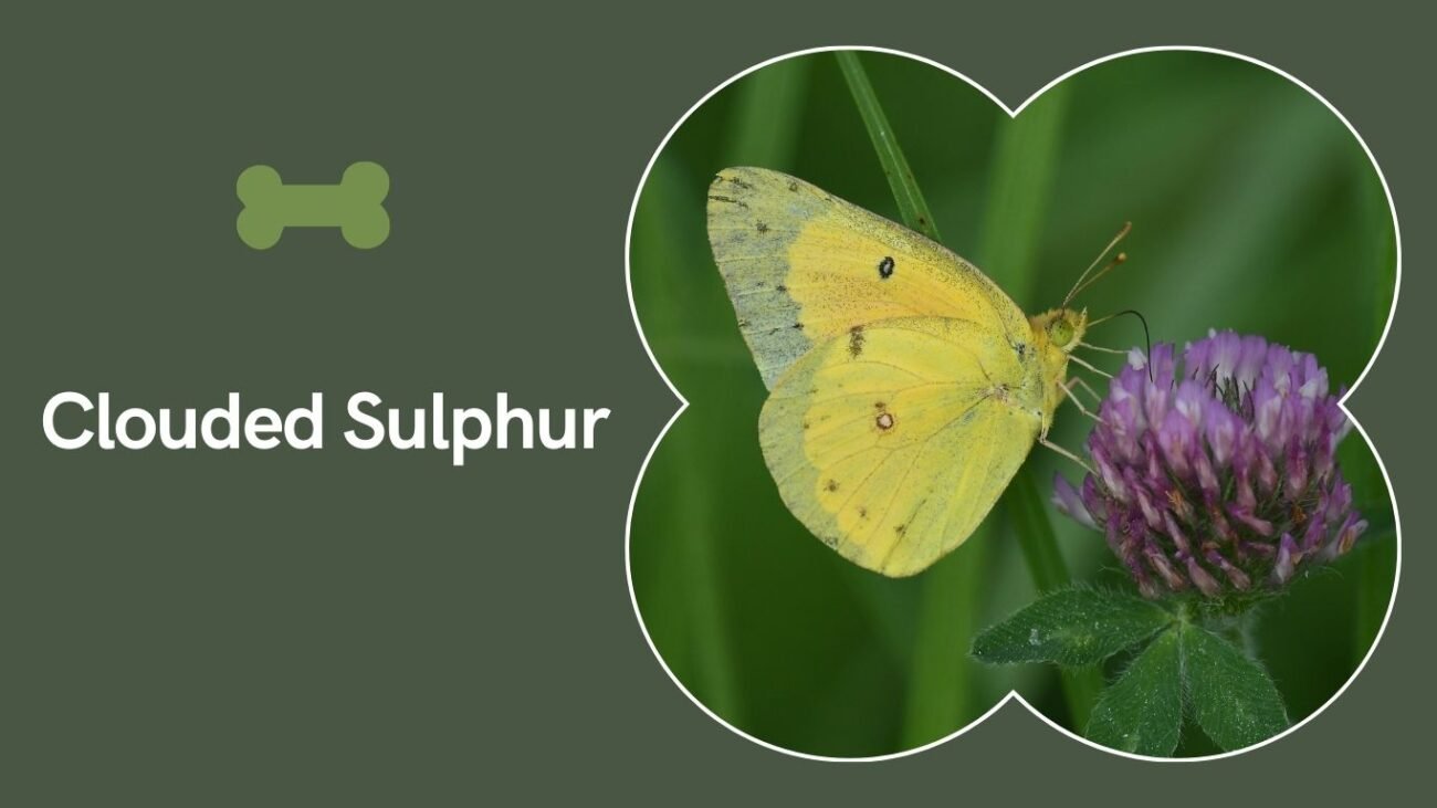 Clouded Sulphur (Colias philodice)